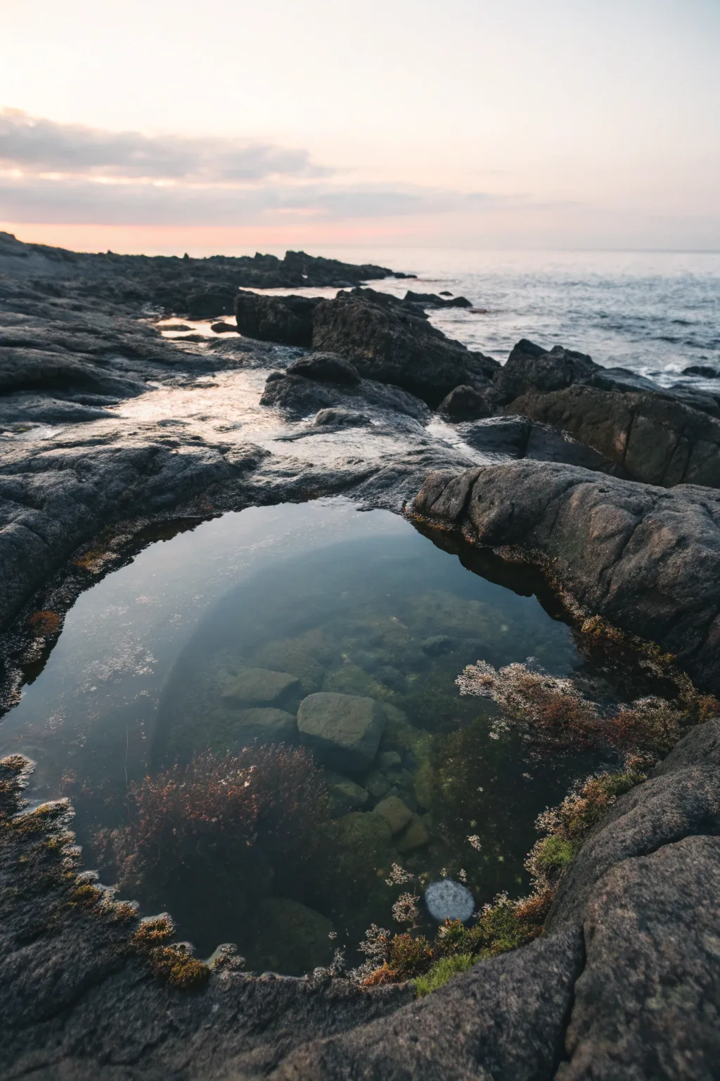 Serene tide pool close-up with sky reflections, wet rocks, and delicate seaweed textures.