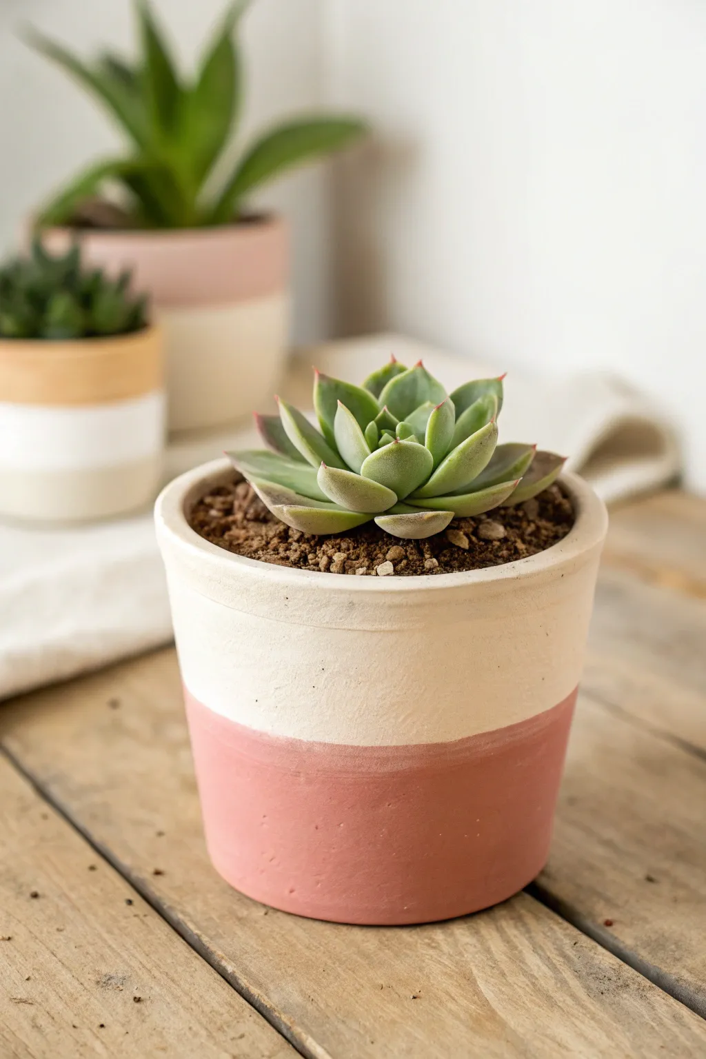 Simple two-tone color-block pot with a crisp line and tidy rosette succulent