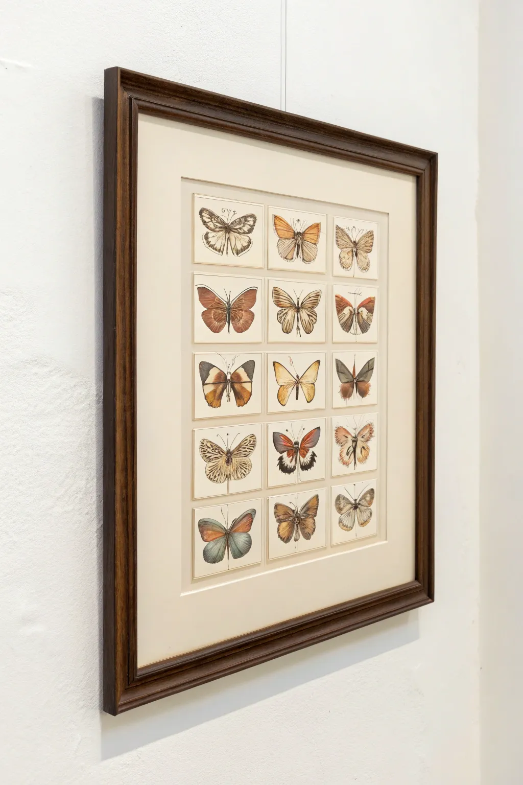 Minimal vintage butterfly specimen plate in an oak frame, perfect wall art to draw and sell