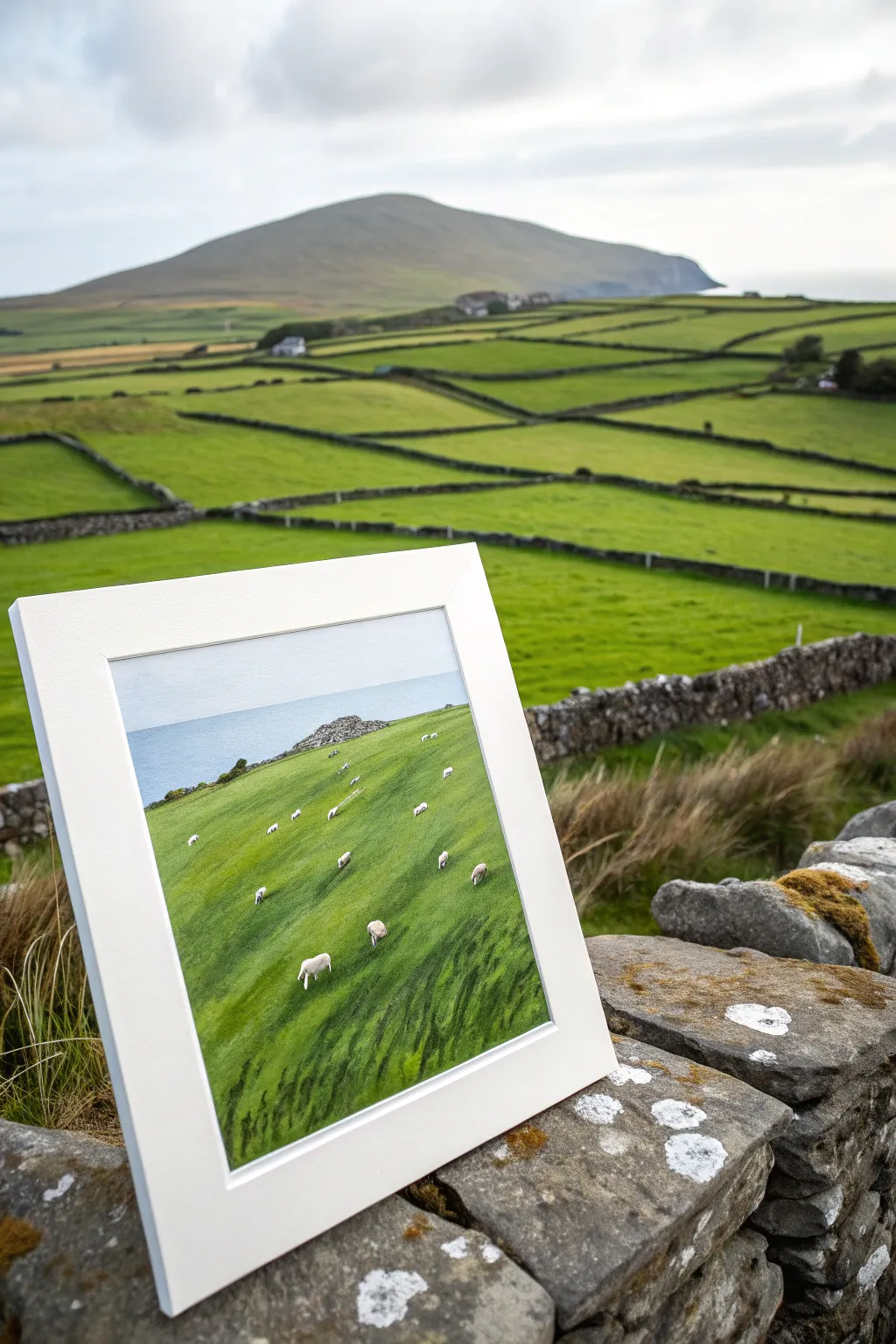 Minimal Irish landscape study: stone walls, bright green fields, and fluffy sheep in calm brushstrokes.